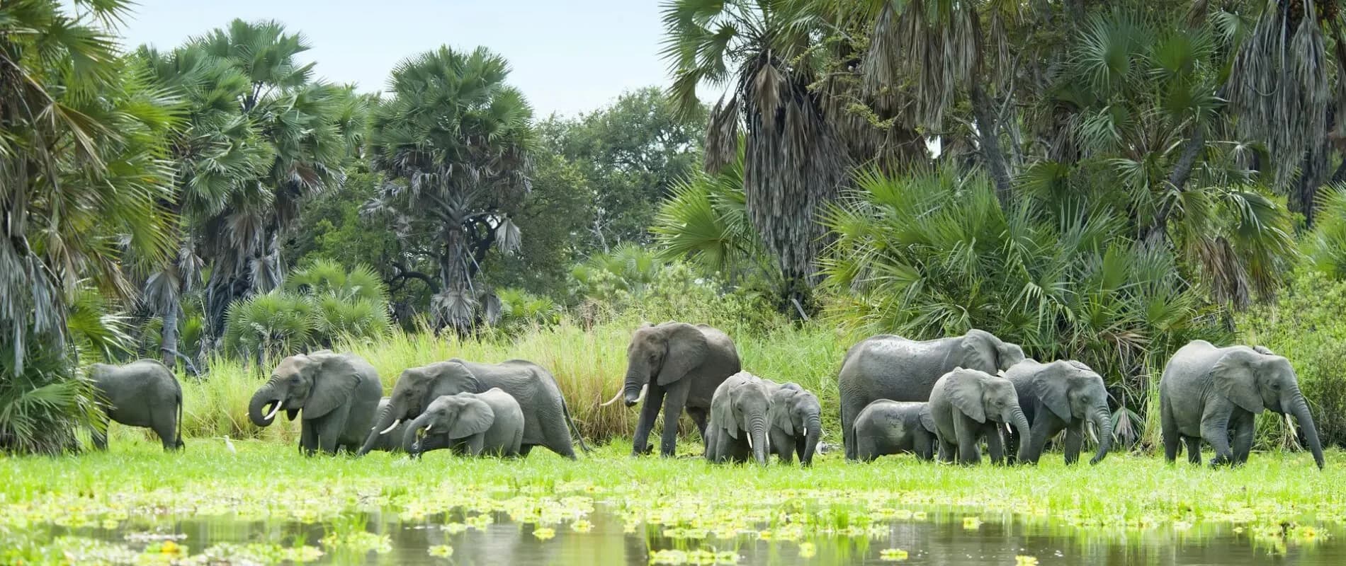 Budget-Friendly Nyerere National Park Tanzania Safari Options