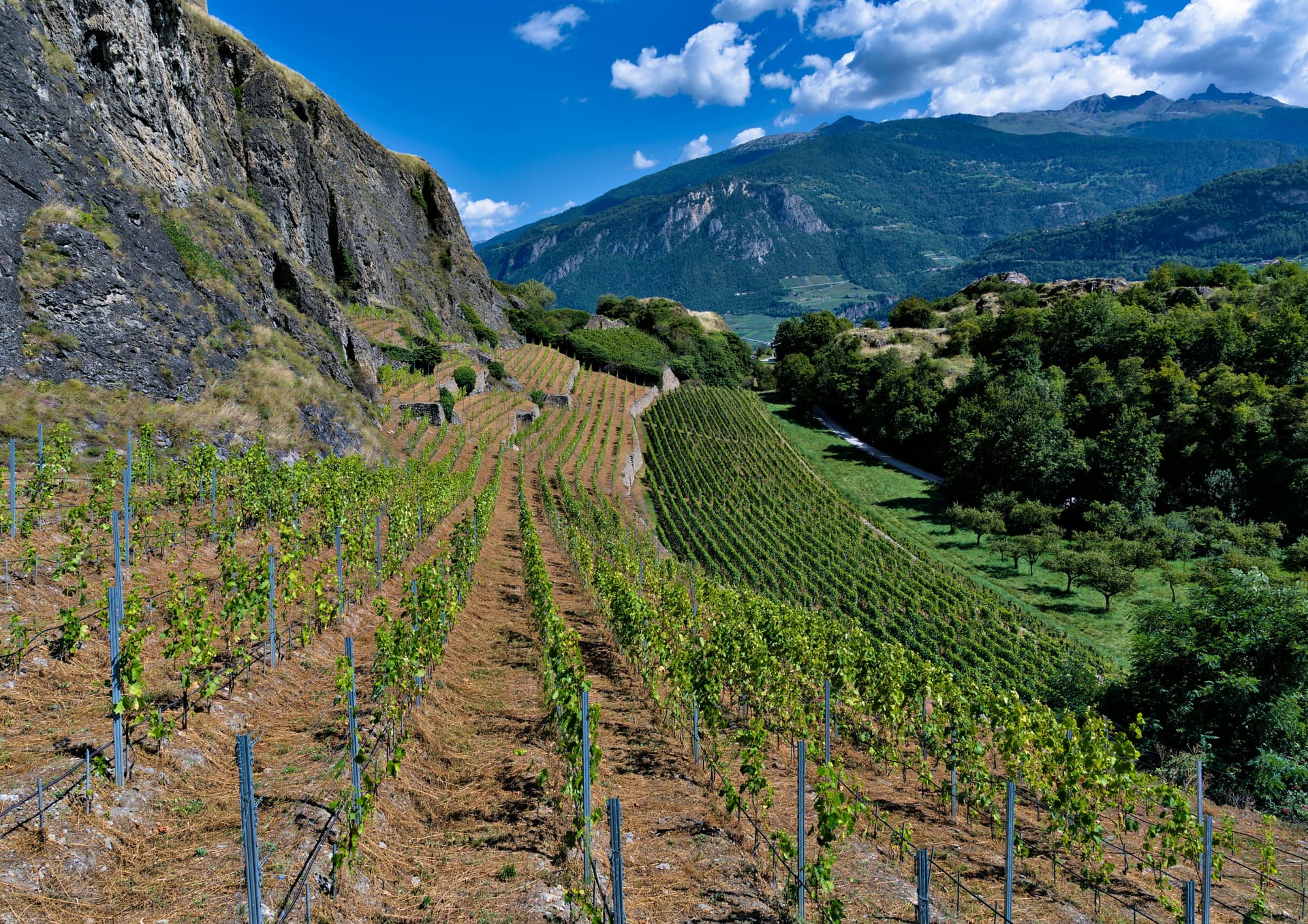 Winery Sacramento Experiences for Couples and Groups