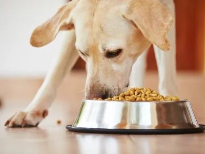 5 Things to Know About How Much Does Farmers Dog Cost per Day