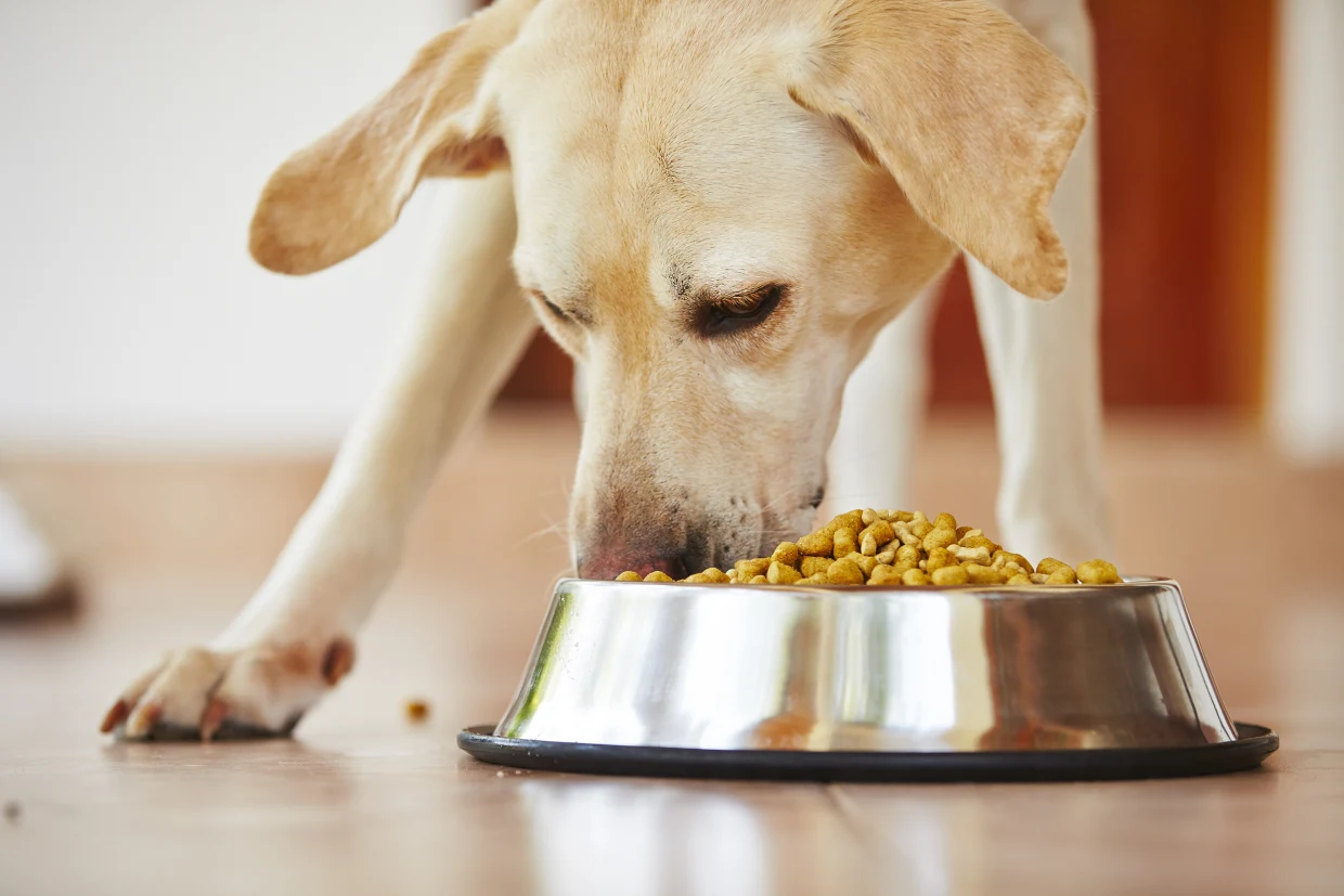5 Things to Know About How Much Does Farmers Dog Cost per Day
