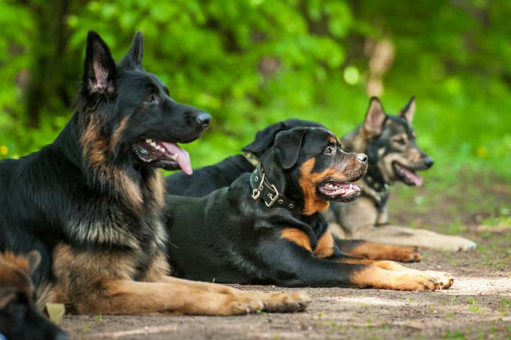 Security Dog Services in Newcastle upon Tyne for Maximum Protection