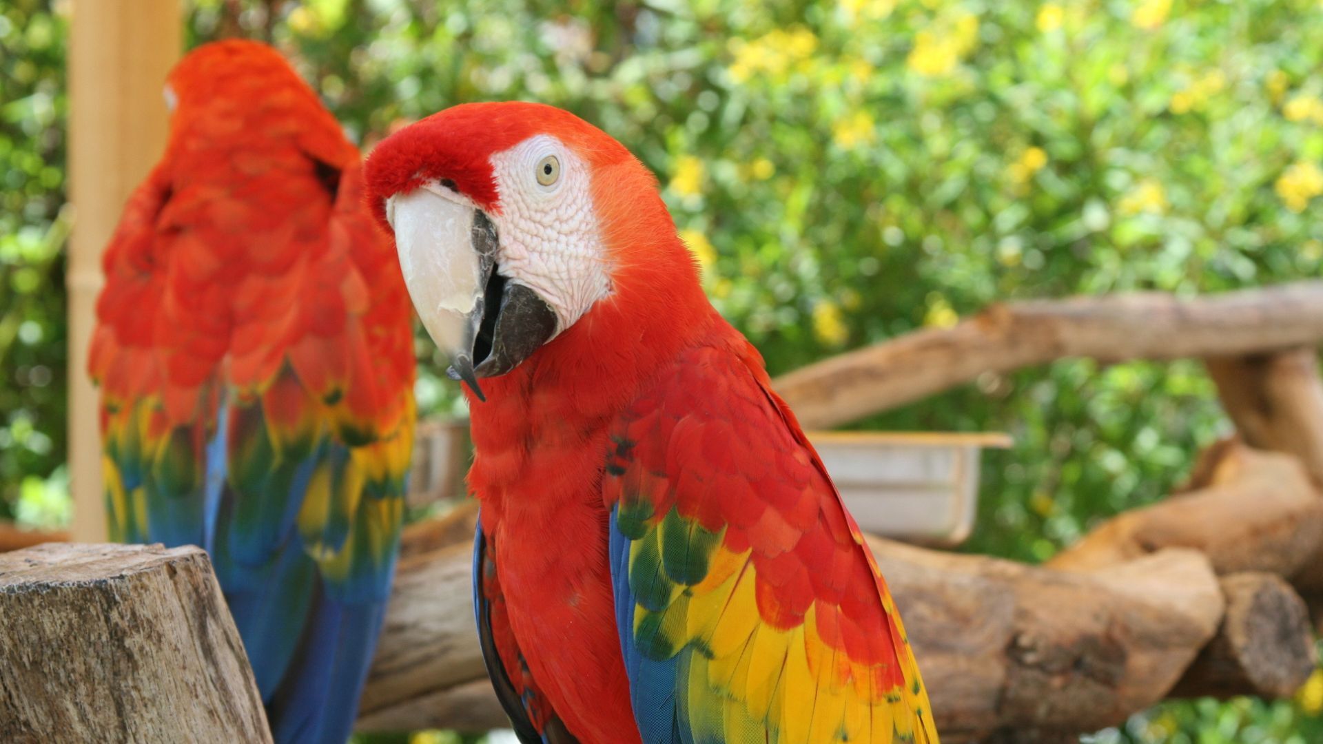 Parrot Breeder – Safe &amp; Secure Bird Shipping Amazing Birds Farm