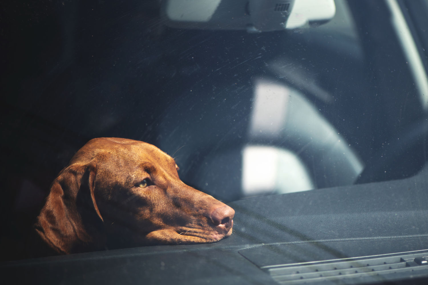 Vet Home Certs: Stress-Free Certificates for Traveling Pets