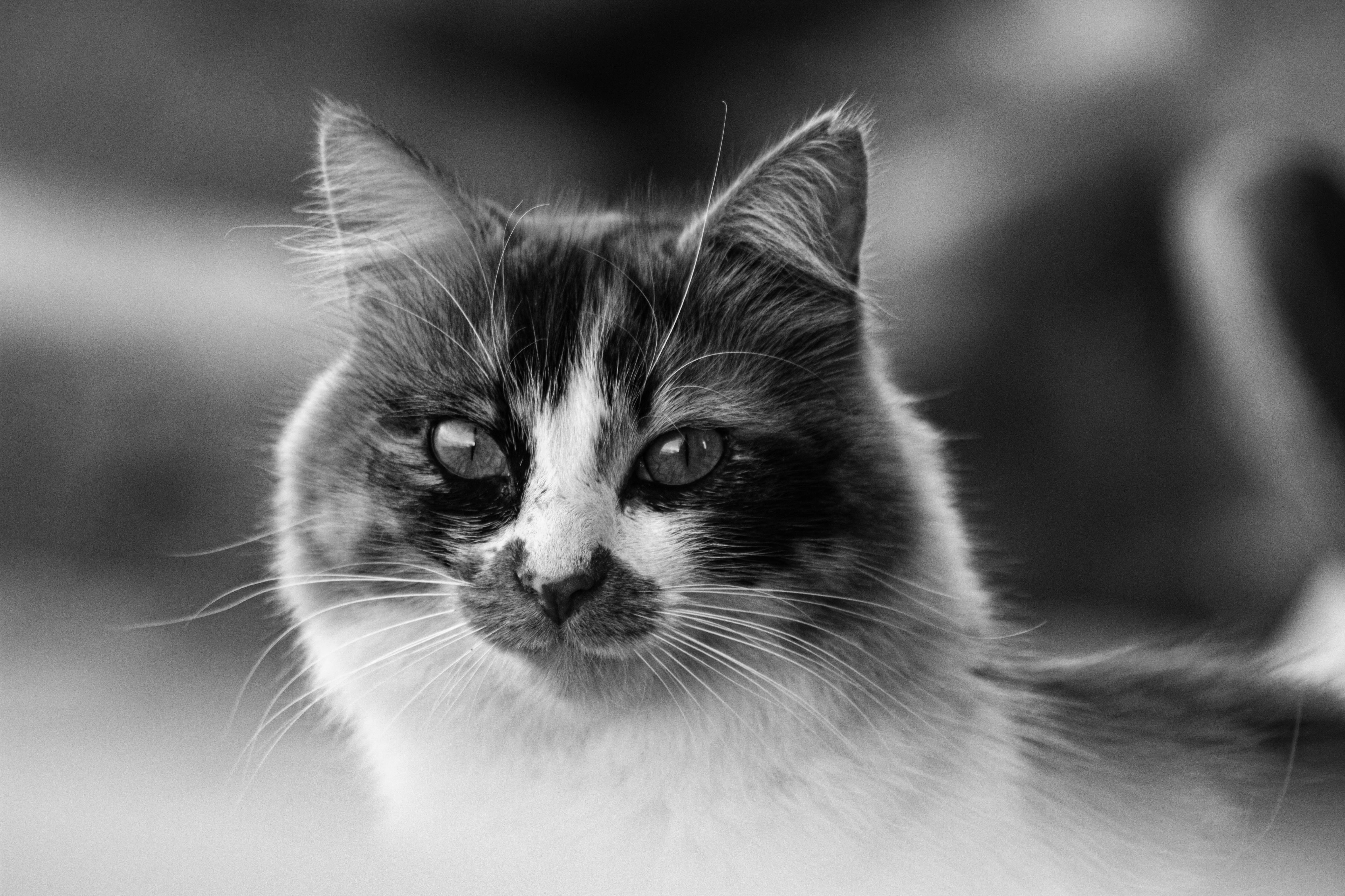 Maine Coon Cats for Sale Sacramento – Beautiful Cats Available Now