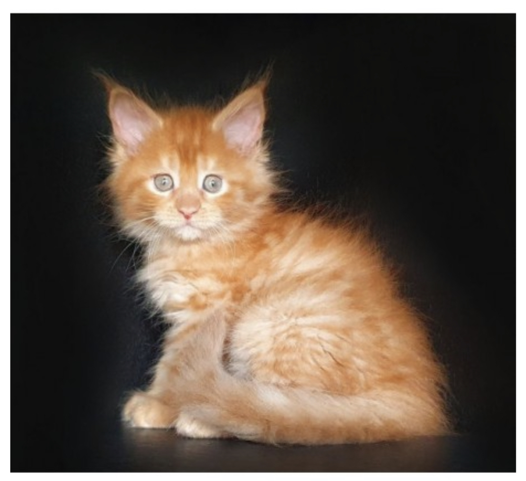 Purebred Maine Coon Kittens San Francisco – Reserve Yours Now