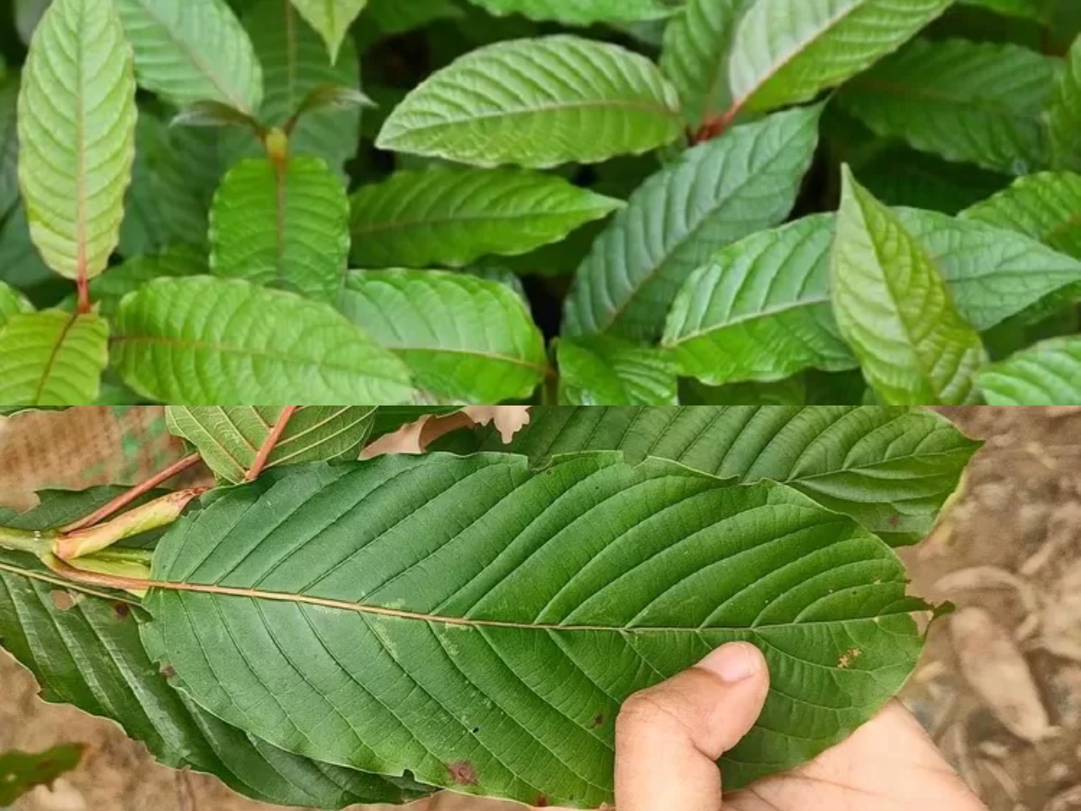Fresh Kratom Leaf Tea Thailand: A Sip of Natural Energy