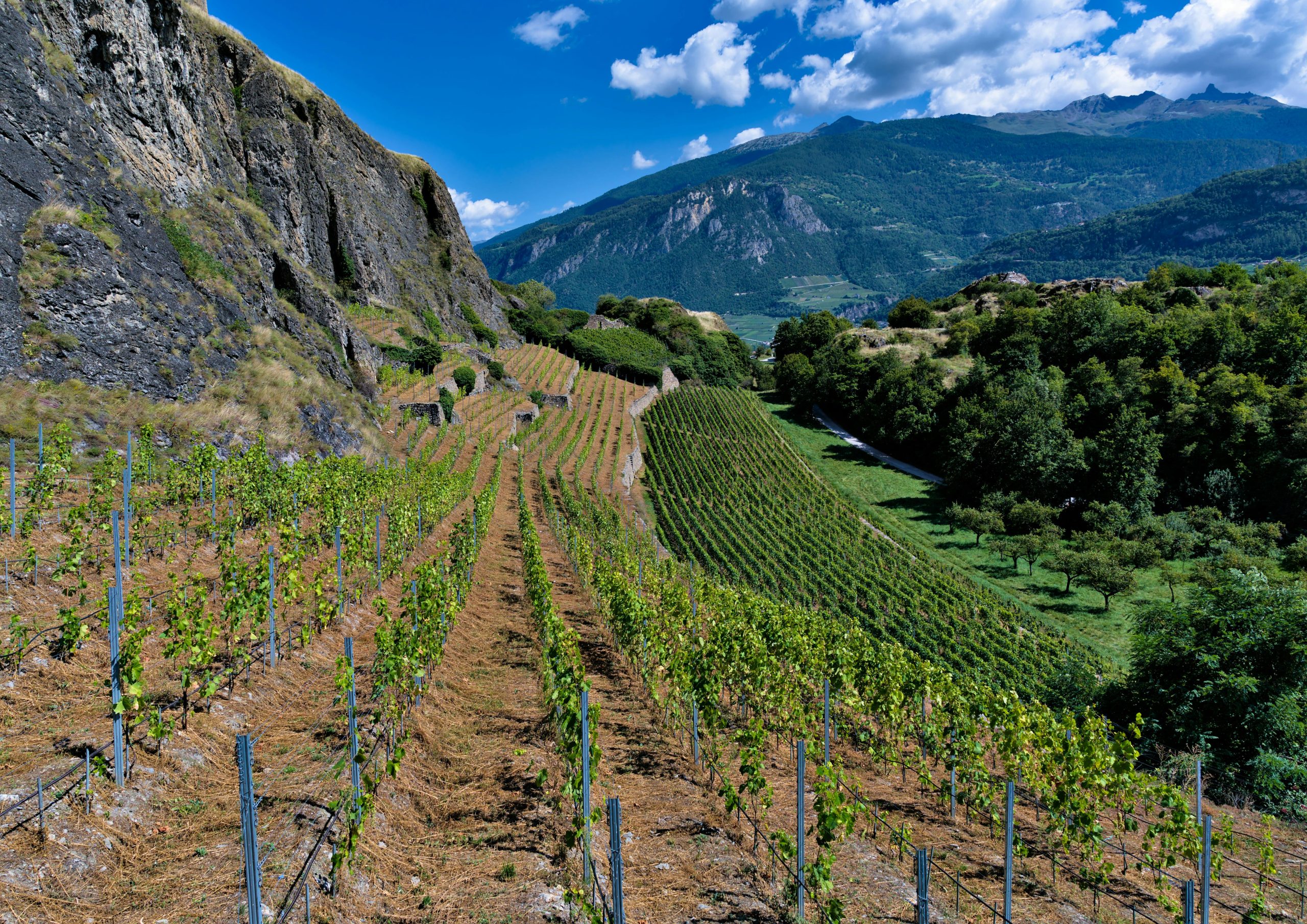 Winery Sacramento Experiences for Couples and Groups